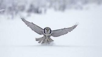 White Owl Landing In The Snow HD Animals Wallpaper
