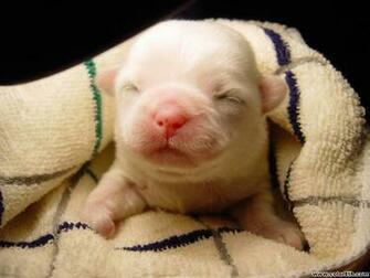 Baby Pig Wallpaper HD Background