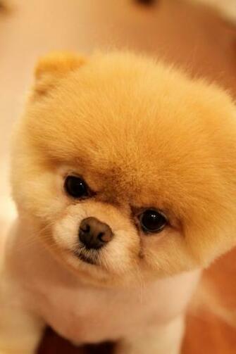 Most Cutest Dog By Raiyukein Dphiq IwallHD Wallpaper HD