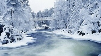Winter Forest Wallpaper And Image Pictures Photos