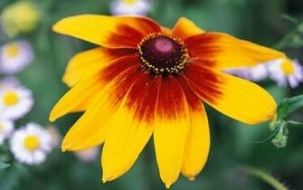 Yellow Daisy Wallpaper
