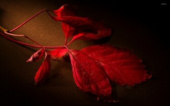 Red Leaf Wallpaper Wide HD