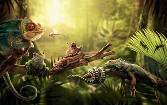 Reptile Computer Wallpaper Desktop Background Id
