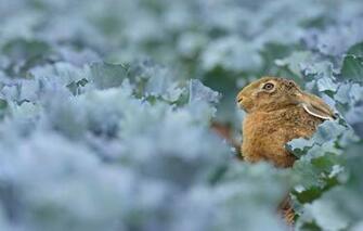 Wallpaper Germany Hesse Hare Field Of Red Cabbage Image For
