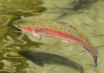 Rainbow Trout