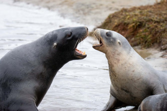Southern Fur Seal Wallpaper