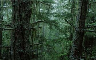 Rainforest HD