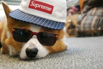 Cute Funny Animalz Corgi Image