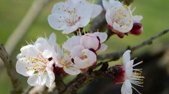 Peach Blossoms Wallpaper