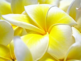 Plumeria Wallpaper 8 Wallspapa Jpg