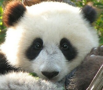 Baby Panda Desktop Wallpaper