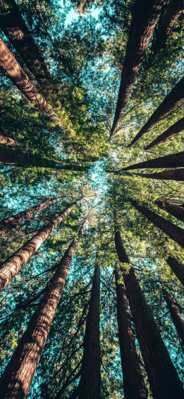 Forest iPhone Wallpaper