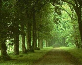 Green Image Forest Wallpaper HD And Background