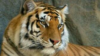 Wallpaper Mustache Face Tiger Eyes Predator Full HD