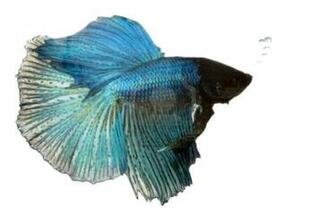 Wallpaper Amazing Colourful Betta Fish Photos Fighter