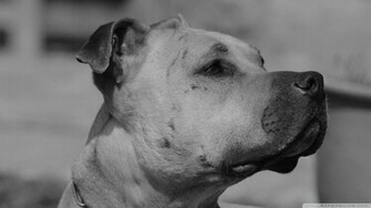 Black White Dog Wallpaper