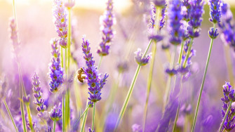 Lavender Desktop Wallpaper