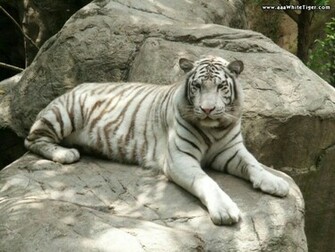 Tiger Wallpaper White On Rocks