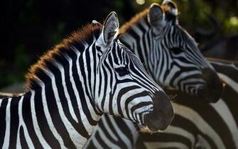 Animals Savage African Wild Life Wallpaper