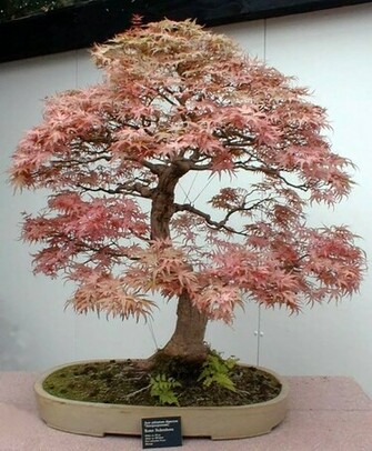 Amazing Bonsai Trees Wallpaper Beautiful Pictures