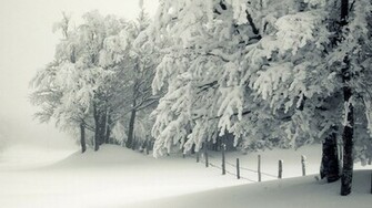 Snowy Trees Wallpaper