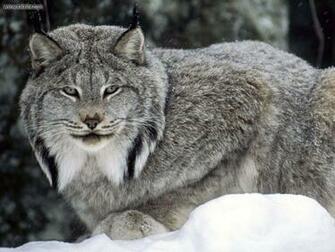 Animals Canadian Lynx Canada Picture Nr
