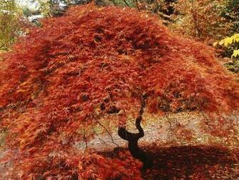 Japanese Maple Desktop Pc And Mac Wallpaper