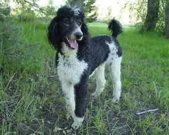 Standard Poodle Wallpaper Puppy Pictures Breed Info M5x Eu