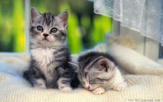 Of Two Cats Animal Wallpaper Windows