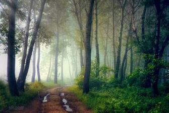 Mystical Forest Wallpaper