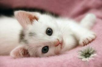 Baby Cats