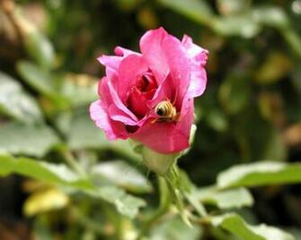 Beautiful Flowers Pictures Wallpaper