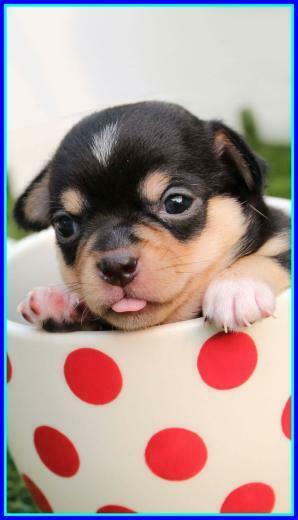 Puppy Valentine Wallpaper