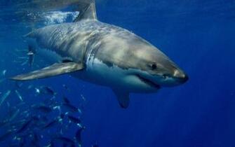 Great White Shark HD Wallpaper Background