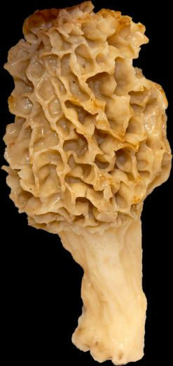 Morel On Transparent Bg By Tizjezzme