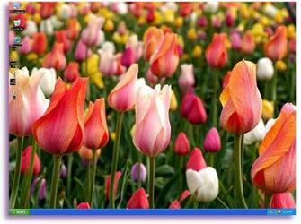 Go Com Signs Of Spring And