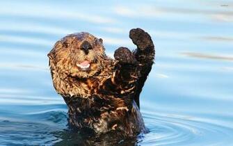 Otter Wallpaper Animal