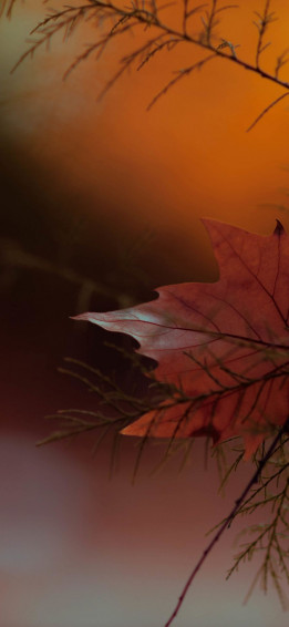 Autumn Phone Wallpaper