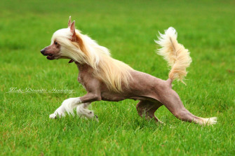 Dogs Chinese Crested Grass Rare Gallery HD Wallpaper