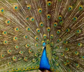 Peafowl Wallpaper First HD