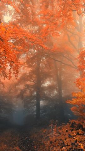 Autumn iPhone Wallpaper