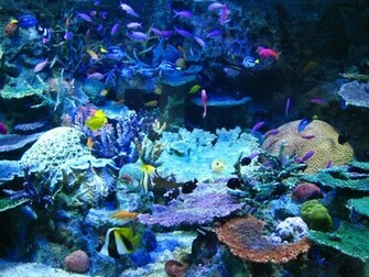 Tropical Fish Wallpaper Just For Sharing