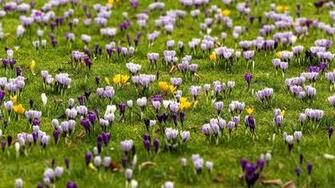 Crocuses And Spring Meadow Wallpaper For Desktop