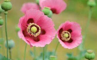 Poppies Flowers Wallpaper HD