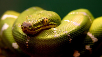 HD Anaconda Wallpaper