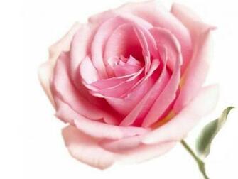 The Pink Rose Wallpaper Desktop