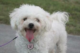 White Shih Tzu HD Wallpaper Animals