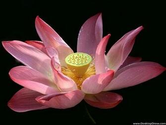 Desktop Wallpaper Flowers Background Water Lily Taipei