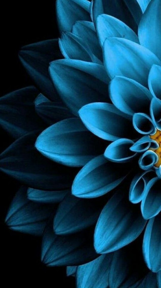 Connoisseur Of Blue