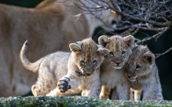 Animal Planet Wallpaper